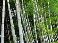 Blue Henon Bamboo Plant