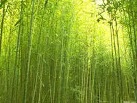Golden Bamboo Plant