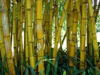 Robert Young Bamboo Plant