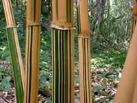 Alphonse Karr Bamboo Plant