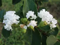Acoma Crepe Myrtle