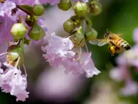 Zuni Crepe Myrtle