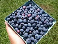 Austin Blueberry Plant