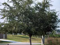 Drake Elm Tree