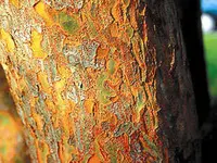 Drake Elm Tree