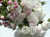 Mount Fuji Flowering Cherry