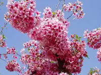 Pink Cloud Flowering Cherry