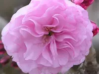 Kwanzan Flowering Cherry