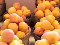 Moorpark Apricot Tree