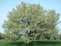 Snowdrift Flowering Crabapple