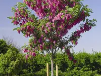 Purple Robe Locust