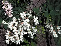 Black Locust