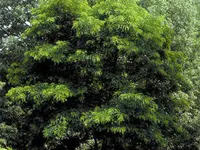 Black Locust