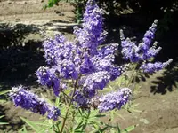 Blue Vitex Tree