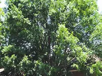 Allee Elm Tree