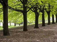 Winged Elm Tree