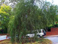 Weeping Yaupon Holly Tree