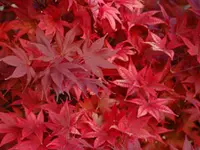 Japanese Maple Tree