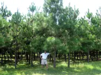 Loblolly Pine Tree