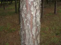 Slash Pine Tree