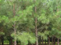 Slash Pine Tree