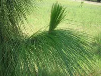 Longleaf Pine Tree