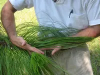 Longleaf Pine Tree
