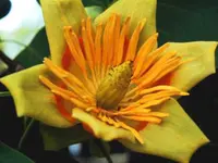 Tulip Poplar Tree