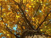 Sawtooth Oak Tree