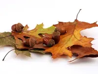 Pin Oak Tree
