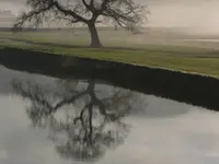 Willow Oak Tree