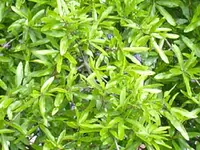 Willow Oak Tree