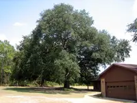 Live Oak Tree