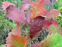Swamp Chestnut Oak Tree