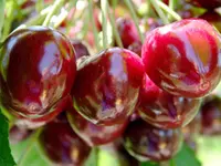 Compact Stella Cherry Tree