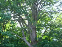 Chinkapin Oak Tree