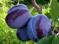 Blue Damson Plum