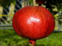 Angel Red Pomegranate Tree