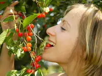 Kansas Sweet Cherry Tree