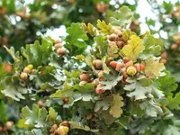 Burr Oak
