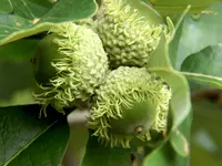 Burr Oak