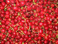 Montmorency Cherry Tree
