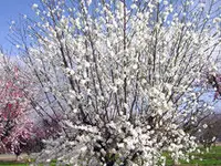 Icicle Flowering Peach Tree
