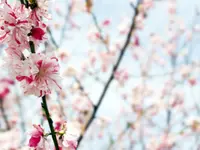 Peppermint Flowering Peach Tree