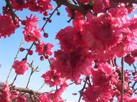Double Red Flowering Peach Tree