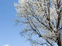 Aristocrat Flowering Pear Tree