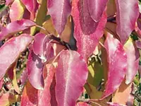 Aristocrat Flowering Pear Tree