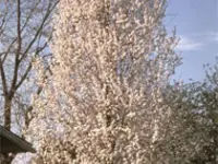 Cleveland Select Flowering Pear Tree