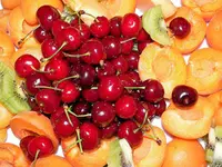Stella Cherry Tree