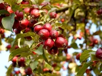 Dolgo Crabapple Tree